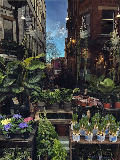 A display of potted plants and flowering floral gifts inside a florist shop window, with lush green foliage and blooming purple and pink primroses, alongside sprouting bulbs in small decorative pots. 