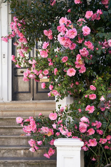 A vibrant display of pink camellia flowers climbing a lush green shrub, partially covering a black-painted wooden door with a brass mail slot, situated at the top of a short set of stone steps. The fl