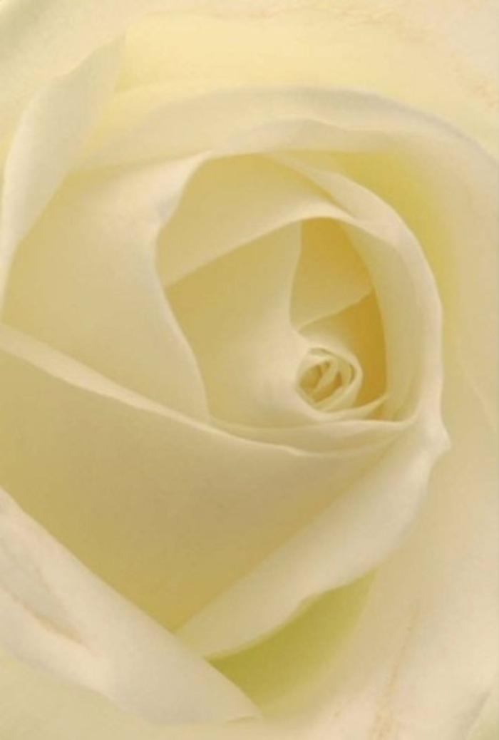 To gaze upon this close-up of a classic white rose, as seen in the heart of Notting Hill, is to be swept into a tranquil world where sophistication and serenity coexist in every velvety fold. The petals, layered with painterly precision, weave seamless gradations of white and cream, recalling the gentle daylight that pours through skylit mews just off Westbourne Grove. Each petal's delicate opacity gives way at the edges, where a soft, nearly celestial glow hints at inner illumination. The rose's spiral core embodies purity, silent resolve, and the quiet anticipation that marks meaningful occasions-be it a romantic overture, heartfelt apology, or the focal point of a wedding bouquet arranged by Notting Hill Florist. Inkling shadows between petals add sculptural depth and highlight the expertly balanced artistry. Even without sight, one can imagine the fresh, serene fragrance wafting through Ladbroke Square Gardens, bringing a sense of peace no matter the sentiment being conveyed. This rose, crafted with care and intuition, is a timeless messenger for every elegant gesture that graces Notting Hill's diverse celebrations.